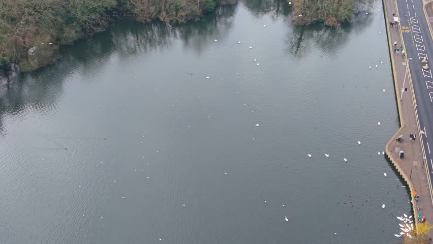 Drone flyover of Eagle Pond revealing swans on water and feeding ashore