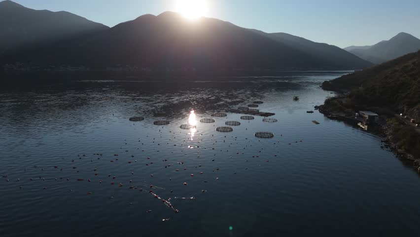 Aerial view of a fish farm with floating cages.
