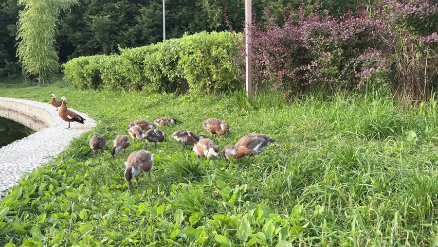 Ruddy ducklings feeding on green grass near a pond, with adult ducks standing nearby, surrounded by lush vegetation and trees in their natural summer habitat. Ruddy shelduck, Tadorna ferruginea