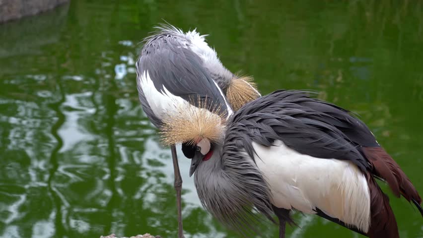 Close-up of an African grey crowned crane standing near a calm pond, its golden crown feathers and elegant posture reflected against the soft green water background.