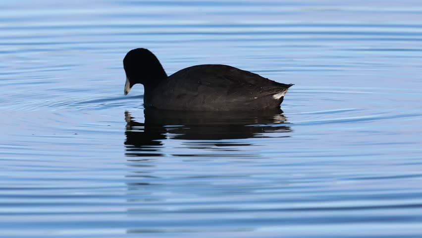 American coot (Fulica americana) dabbles and forages in slow motion on calm blue water at Eagle Lake, Lassen County, California, with ripples spreading around the bird.