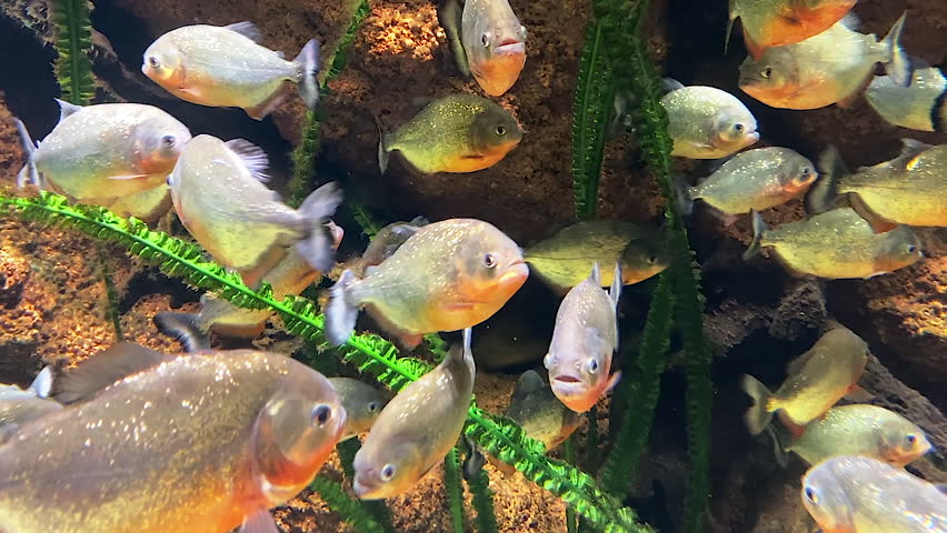 A School of Piranhas in a Tropical Pond. A school of large, shiny piranhas moves chaotically in the clear water of a tropical pond