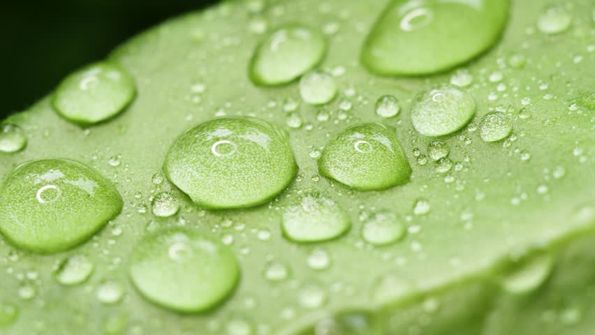 green leaf with water drops