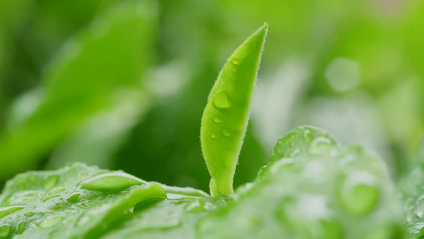green leaf with water drops