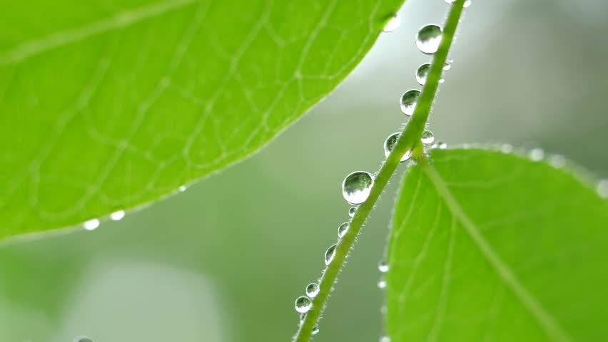 green leaf with water drops