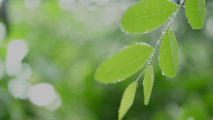 green leaf with water drops
