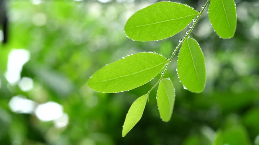 green leaf with water drops