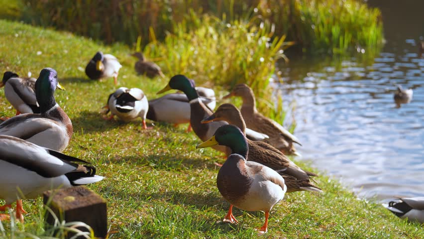 Numerous wild mallard ducks and drakes walking and relaxing on a sunlit green grassy shore next to a pond, with some birds swimming in the shimmering blue water on a beautiful day