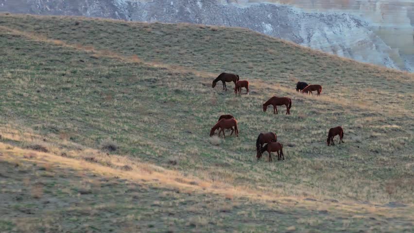 Aerial view of brown horses graze on a grassy hillside with light brown rock formations in the background, Shetpe, Mangystau Region, Kazakhstan.