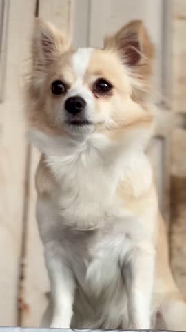 Adorable small fluffy dog with cream and white fur standing alert against a rustic wooden background. Cute domestic pet portrait showing innocence, warmth, and companionship in natural light.