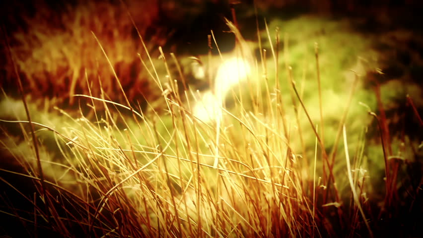 Romantic Grass, Moorland grass blowing in the wind with a romantic Golden