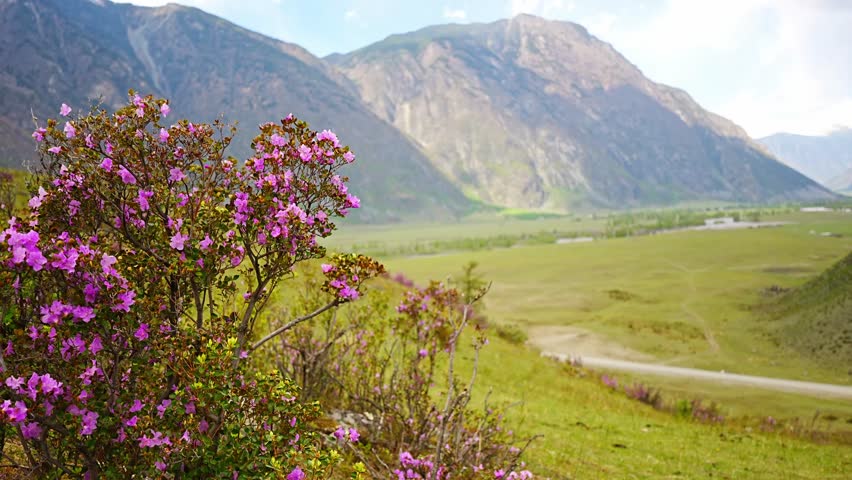 Blooming maralnik on mountain slopes in Chulyshman valley Altai Russia Bright spring symbol of wild Altai nature and seasonal renewal. High quality 4k footage