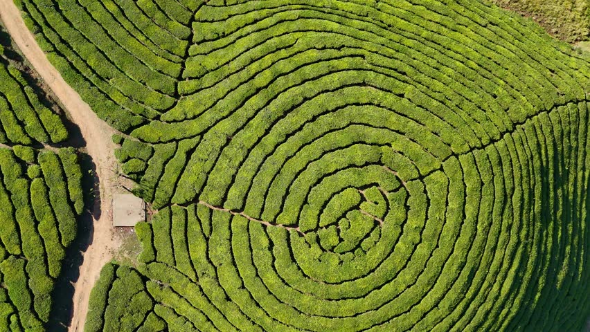 Munnar, Kerala, India, tea plantation, tea garden, green, nature, mountain, hills, landscape, scenic, travel, tourism, winding road, road trip, highway, Western Ghats, emerald, lush, agriculture, farming, tea leaves, estate, valley, mist, fog, atmospheric, aerial, drone, panoramic, beautiful, peaceful, serenity, vacation, destination, South India, hill station, rural, fresh, environment, vegetation, tropical, high altitude, sky, clouds, sunny, adventure, background, 4k, cinematic,