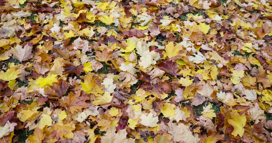 a large number of yellow-orange foliage of deciduous trees that have fallen to the ground, a park with trees in cloudy weather in the middle of autumn, foliage covers the ground