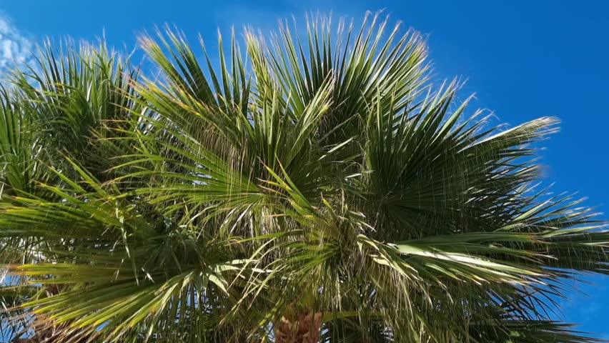 Tropical palm trees with big green leaves swaying in the wind on blue sky background