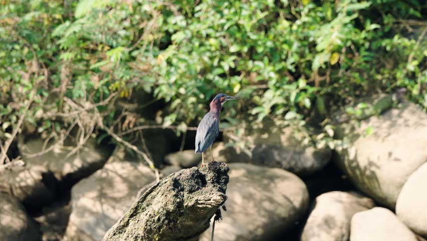 Majestic green heron perching on a dead tree trunk in the sierpe mangrove forest. An exotic bird looking for prey in its natural habitat