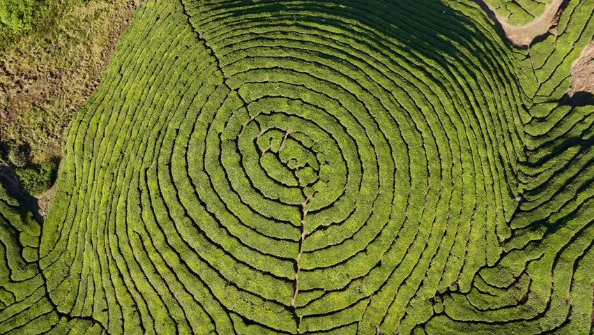 Munnar, Kerala, India, tea plantation, tea garden, green, nature, mountain, hills, landscape, scenic, travel, tourism, winding road, road trip, highway, Western Ghats, emerald, lush, agriculture, farming, tea leaves, estate, valley, mist, fog, atmospheric, aerial, drone, panoramic, beautiful, peaceful, serenity, vacation, destination, South India, hill station, rural, fresh, environment, vegetation, tropical, high altitude, sky, clouds, sunny, adventure, background, 4k, cinematic,
