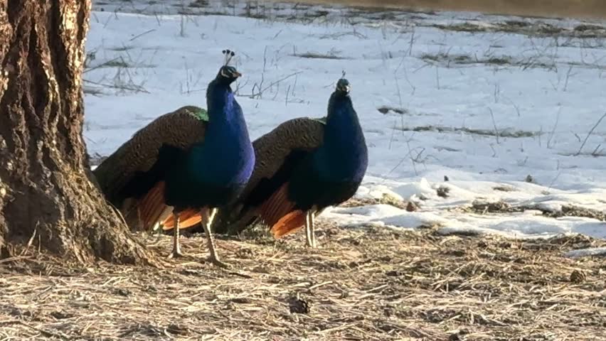 Two Peacocks Standing and Moving on Winter Ground in Natural Setting