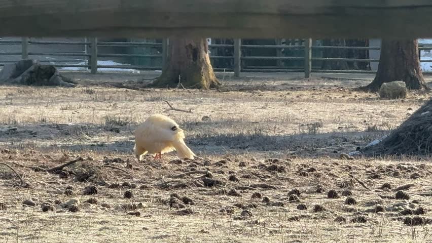 Rare Albino Wild Turkey Walking Near Flock of Wild Turkeys in Winter