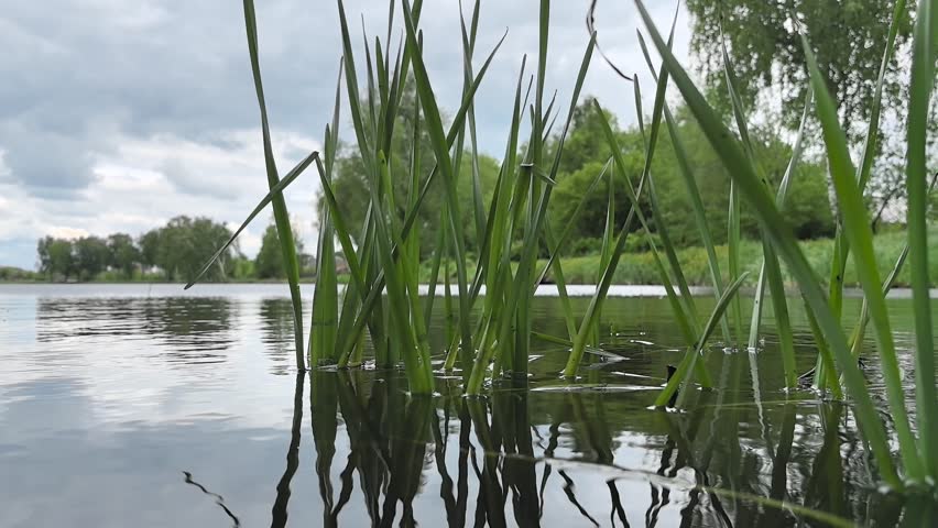 Gentle ripples glide across the water as reeds sway in the breeze. The serene landscape captures the essence of a peaceful afternoon near a tranquil lake under soft clouds.