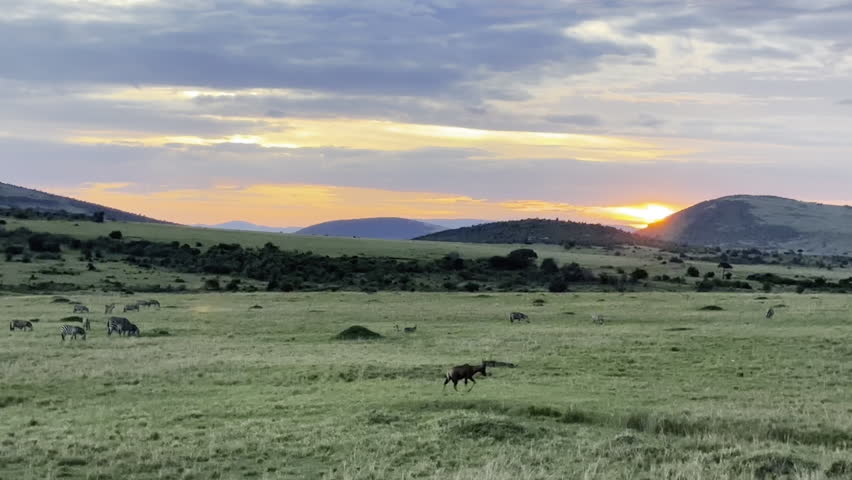 Golden sunset light falling over the lush green plains of Masai Mara, creating a peaceful and atmospheric African savannah scene.