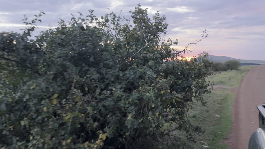 Golden sunset light falling over the lush green plains of Masai Mara, creating a peaceful and atmospheric African savannah scene.