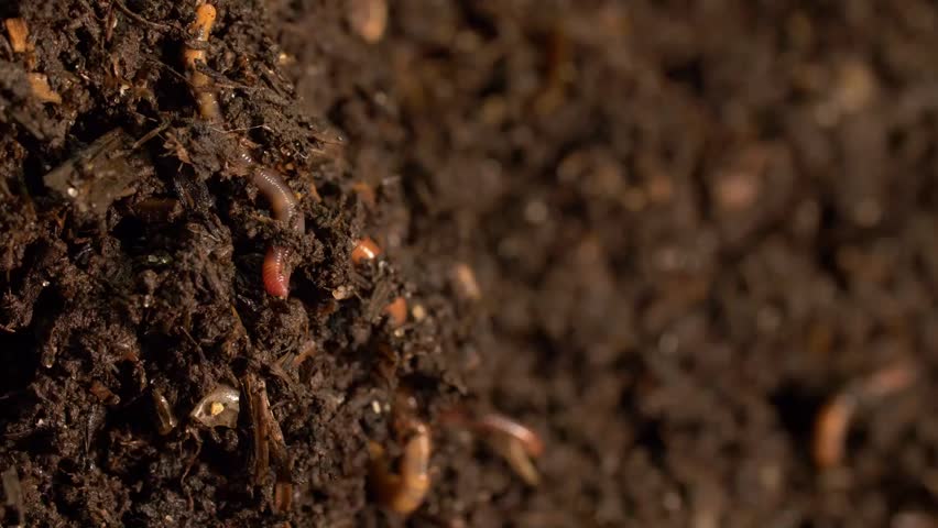 Earthworms aerating moist compost soil