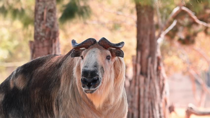 Front view of a Takin in the wild with bokeh forest background