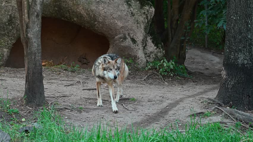 Mexican wolf with gray and beige fur walking along a dirt path