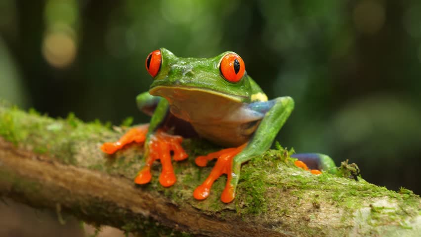 This 4K video features a detailed view of a Red-eyed Tree Frog. The visual documents its bulging red eyes, green body, blue-striped flanks, and orange webbed feet. The composition captures the amphibian perched on a tropical leaf, highlighting its startle coloration and nocturnal morphology through high-resolution macro cinematography in a Central American rainforest setting.