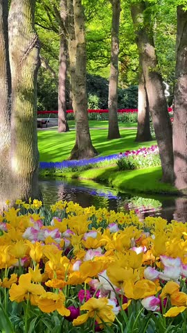 Stunning Garden Landscape with Colorful Yellow and White Tulips, Blooming Flower Beds, and a Peaceful Stream Flowing Through a Lush Green Park in Spring