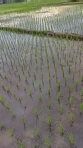 A rice field landscape with the light of the setting sun. Rice paddies with newly planted young rice plants, a dramatic sky with the afternoon sun, and thick black clouds rolling in.