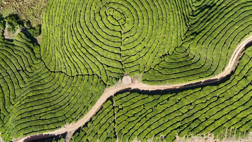 Munnar, Kerala, India, tea plantation, tea garden, green, nature, mountain, hills, landscape, scenic, travel, tourism, winding road, road trip, highway, Western Ghats, emerald, lush, agriculture, farming, tea leaves, estate, valley, mist, fog, atmospheric, aerial, drone, panoramic, beautiful, peaceful, serenity, vacation, destination, South India, hill station, rural, fresh, environment, vegetation, tropical, high altitude, sky, clouds, sunny, adventure, background, 4k, cinematic,