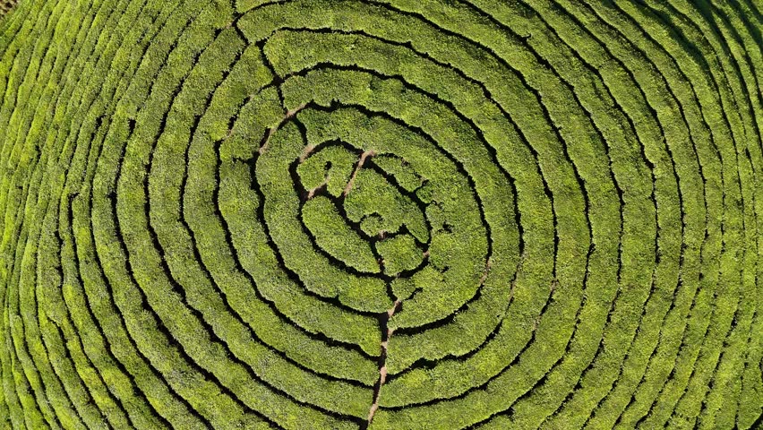 Munnar, Kerala, India, tea plantation, tea garden, green, nature, mountain, hills, landscape, scenic, travel, tourism, winding road, road trip, highway, Western Ghats, emerald, lush, agriculture, farming, tea leaves, estate, valley, mist, fog, atmospheric, aerial, drone, panoramic, beautiful, peaceful, serenity, vacation, destination, South India, hill station, rural, fresh, environment, vegetation, tropical, high altitude, sky, clouds, sunny, adventure, background, 4k, cinematic,