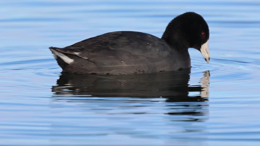 Extreme close-up slow motion of an American coot (Fulica americana) feeding in shallow water at Eagle Lake in Lassen County California.