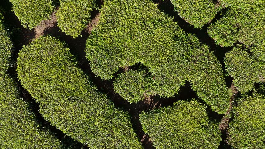 Munnar, Kerala, India, tea plantation, tea garden, green, nature, mountain, hills, landscape, scenic, travel, tourism, winding road, road trip, highway, Western Ghats, emerald, lush, agriculture, farming, tea leaves, estate, valley, mist, fog, atmospheric, aerial, drone, panoramic, beautiful, peaceful, serenity, vacation, destination, South India, hill station, rural, fresh, environment, vegetation, tropical, high altitude, sky, clouds, sunny, adventure, background, 4k, cinematic,