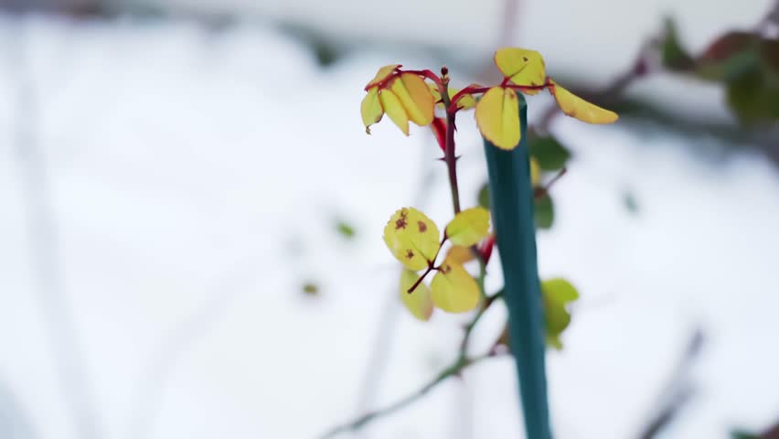 Thorny rose cane in a snowy rural garden, showing winter prep and old-style homestead living as dormant plants rest on support stakes against a clean white backdrop.