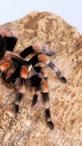 A Mexican redknee tarantula moves its hairy legs while crawling on bark against white