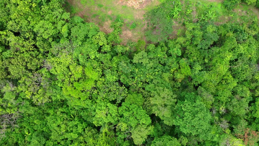 Top down aerial view of dense gallery forest vegetation following the São Miguel River corridor, showing continuous tree canopy typical of the Cerrado Goiano biome, Brazil.