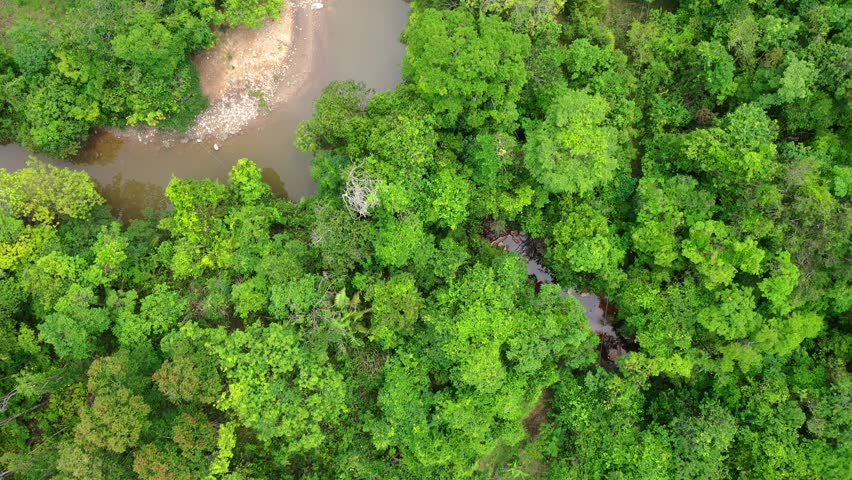 Top down aerial view of dense gallery forest vegetation lining the São Miguel River, showing the riparian tree canopy and narrow river channel typical of the Cerrado biome, Goiás State, Brazil.