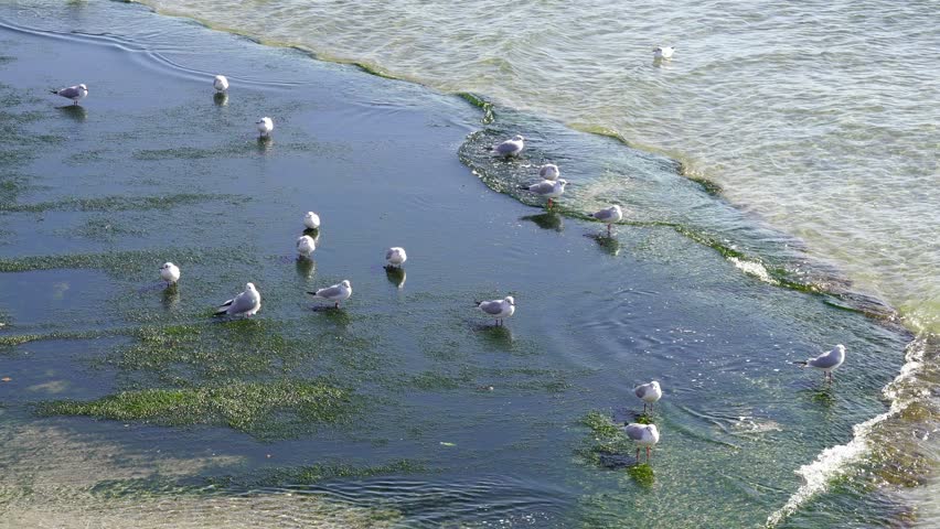 Seagulls Standing in the Shallow Waters with Small Tides