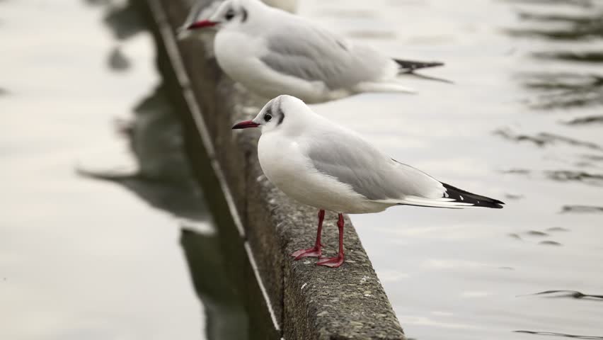 Telephoto Shot of Seagulls Standing on the Ledge