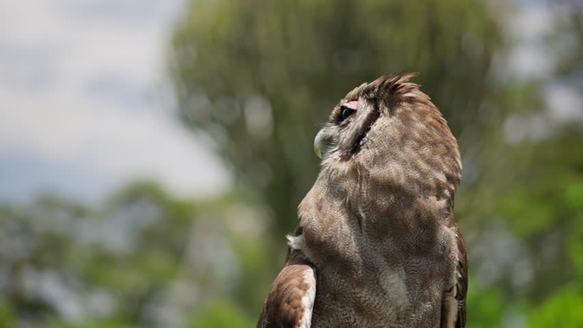 Verreaux’s eagle-owl perched and resting in natural habitat in Kenya, showing detailed plumage, ear tufts, and distinctive pink eyelids