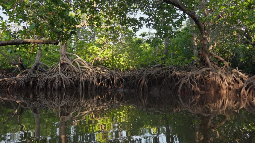 Dense mangrove forest with exposed aerial roots reflected in calm water, showing coastal wetland ecosystem in Malindi, Kenya