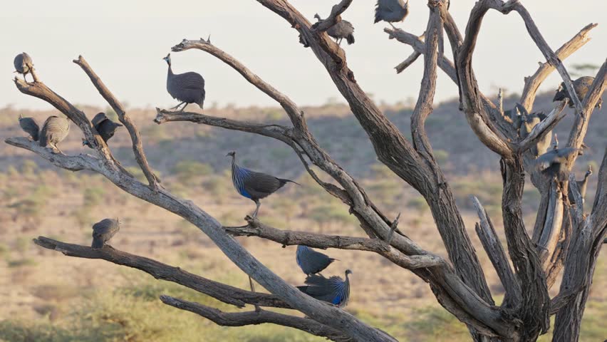 Group of helmeted guinea fowl and vulturine guinea fowl sharing the same roosting tree, perched on bare branches against an open savanna sky.