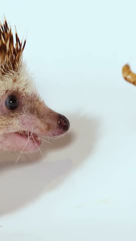 A pet hedgehog eats a mealworm from metal tweezers against a white studio background
