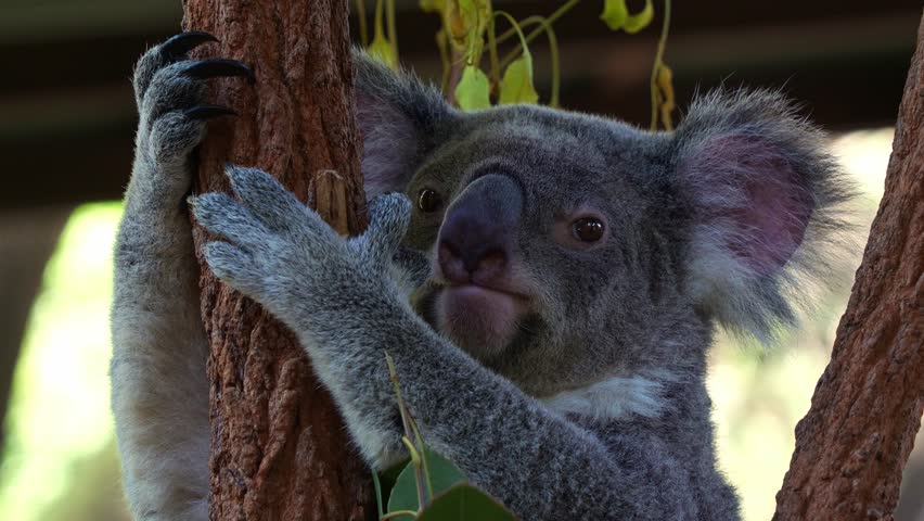 A koala (Phascolarctos cinereus) resting on the tree with eyes wide open, close up shot.