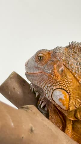 Detailed close up shot of an orange iguana resting on a branch against white background