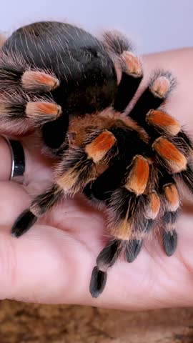 Close-up shot of a Mexican redknee tarantula moving slowly over human hands in bright lighting