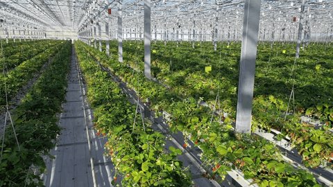 Backward Drone Flight above Strawberry Rows